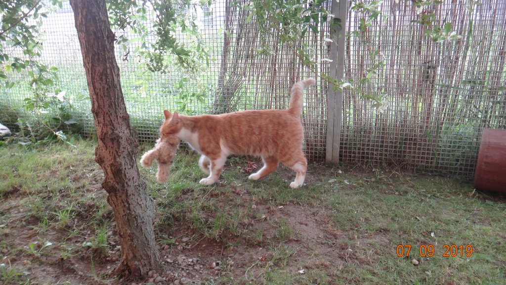 Katzenpension im Zürcher Weinland : Aussengehege,Katzenpension,Katzenheim,Katzenferien,Katzenhotel,Tierheim,Wyland,Ossingen,Winterthur,Frauenfeld,Schaffhausen,Stein am Rhein,Henggert,Neunforn,Wilen,Kanton,Zürich,Thurgau,Dachsen,Uhwiesen,Oerlingen,Andelfingen,Neftenbach,Flach,